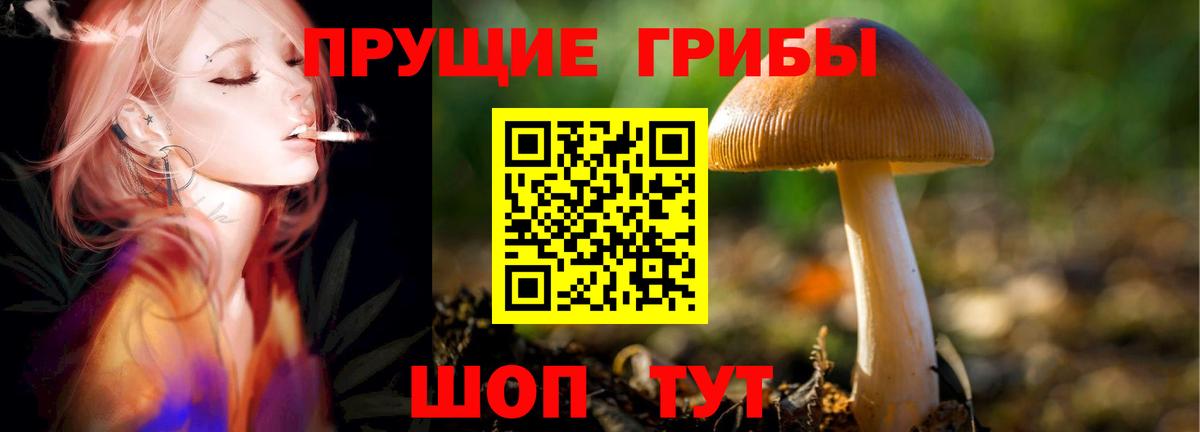 Галлюциногенные грибы Psilocybe  Вход с VPN  Киселёвск 